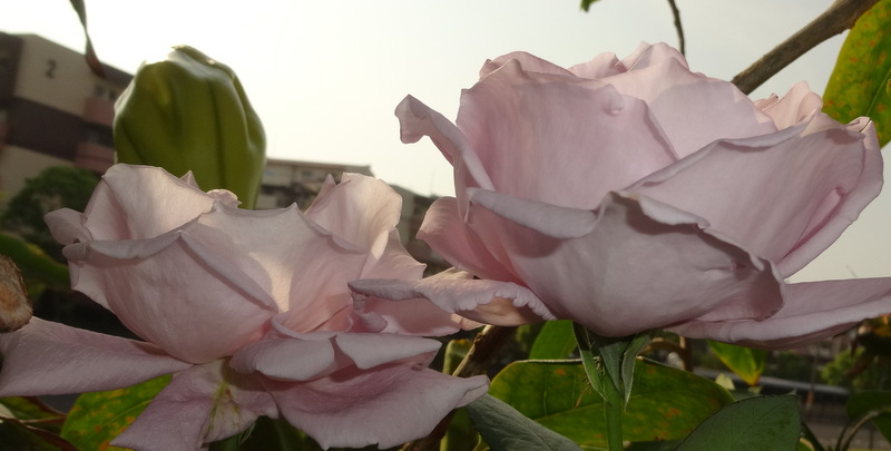 1dsc09118001