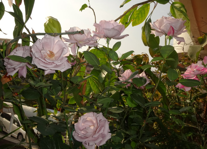 1dsc09121001