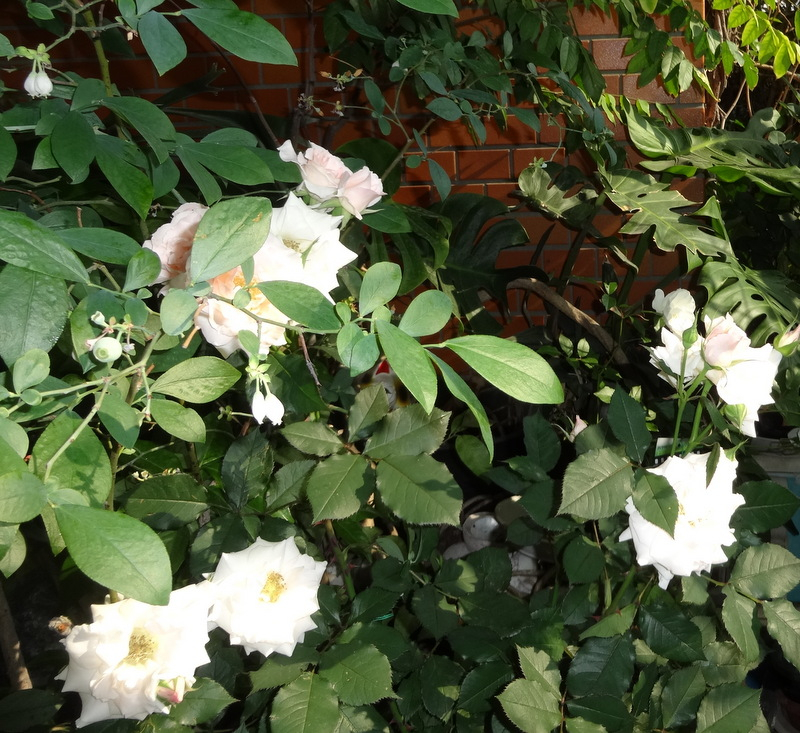 1dsc09122001