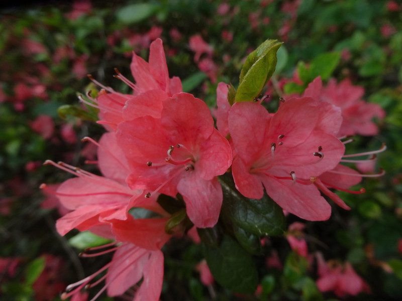 Dsc09171001