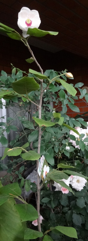 1dsc09237001