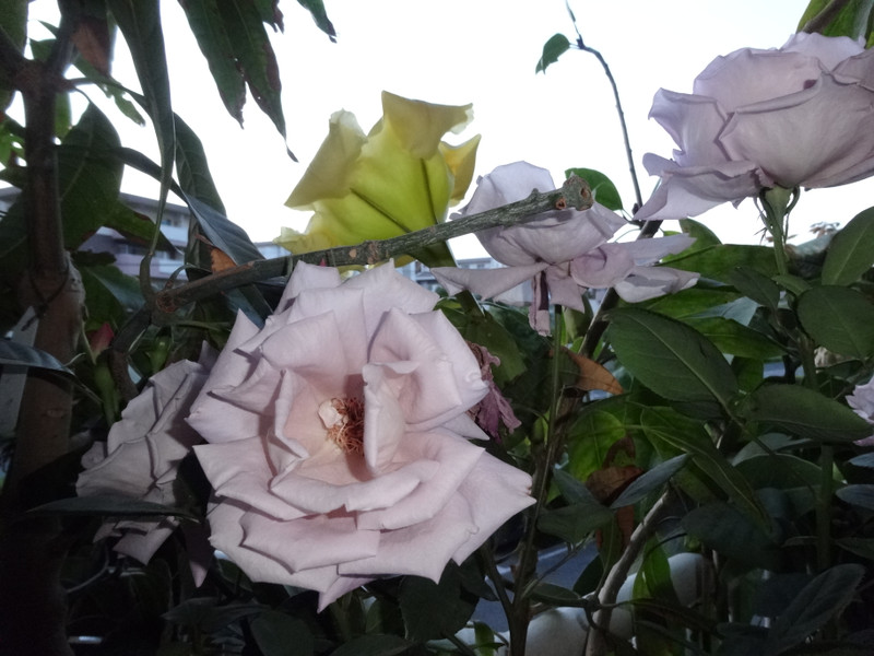 Dsc09205001