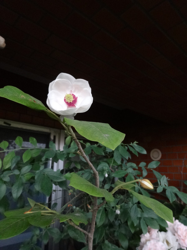 Dsc09236001