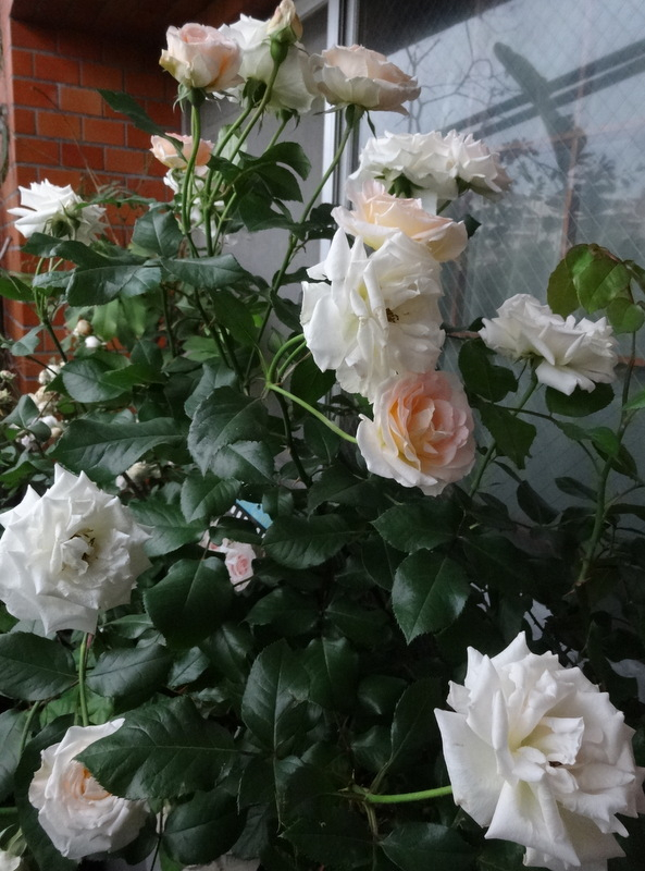 1dsc09298001