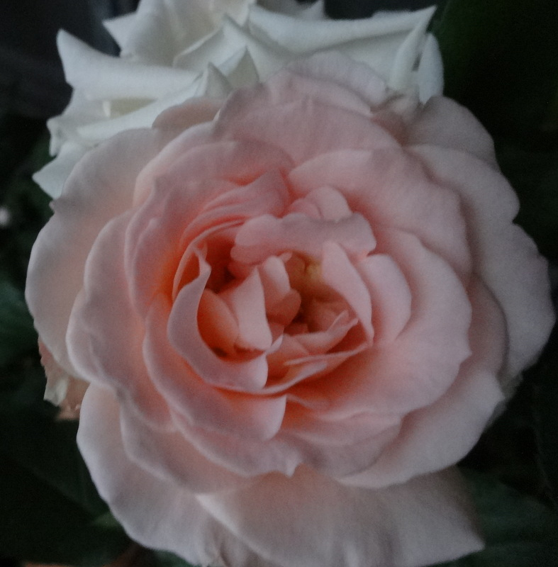 1dsc09301001
