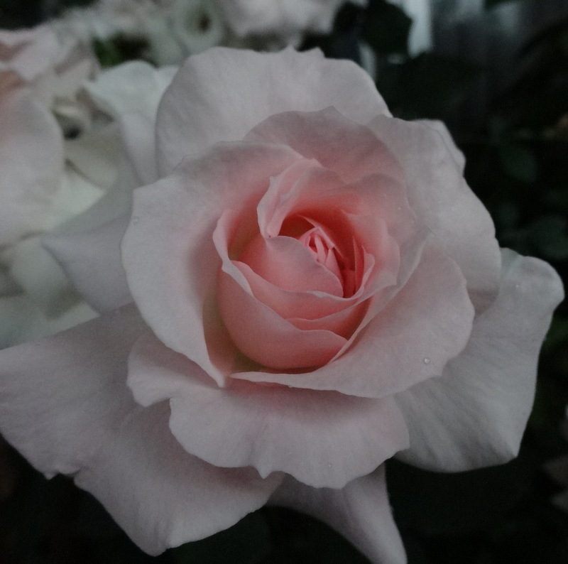 1dsc09309001