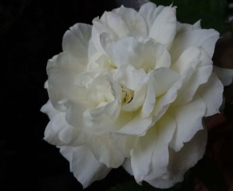 1dsc09310001