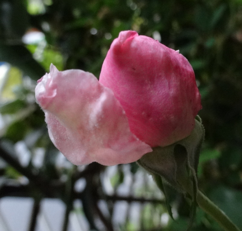 1dsc09315001