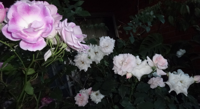 1dsc09350001