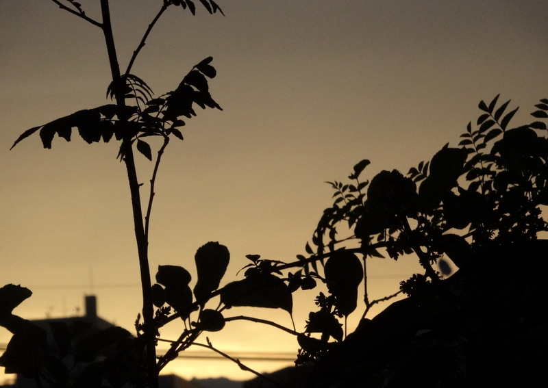 1dsc09375_2