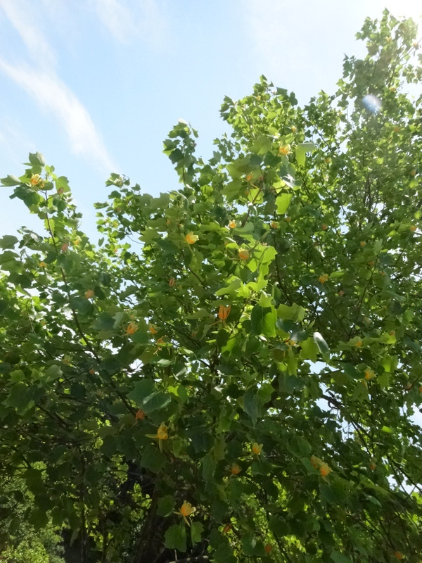 1dsc09393001