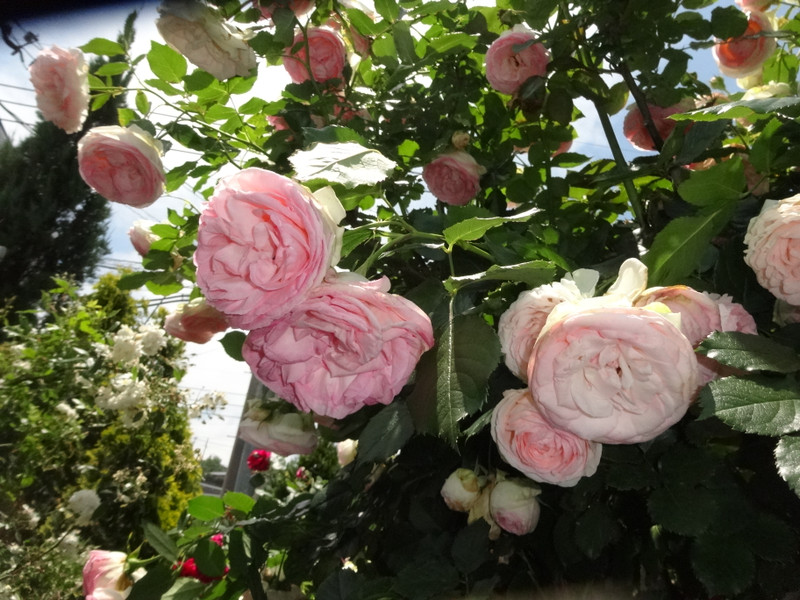 Dsc09421001