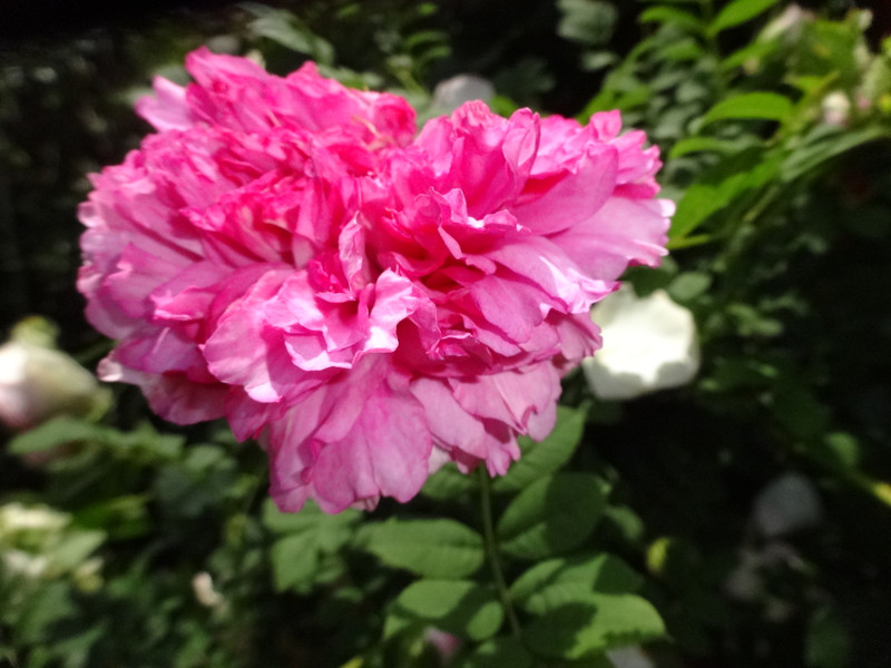 Dsc09423001