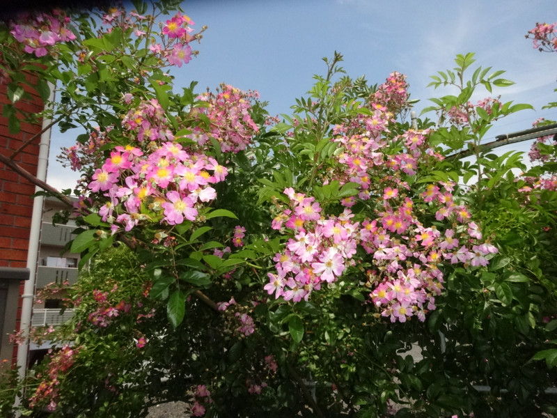 Dsc09424001