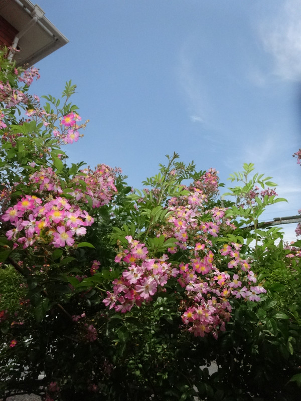 Dsc09425001