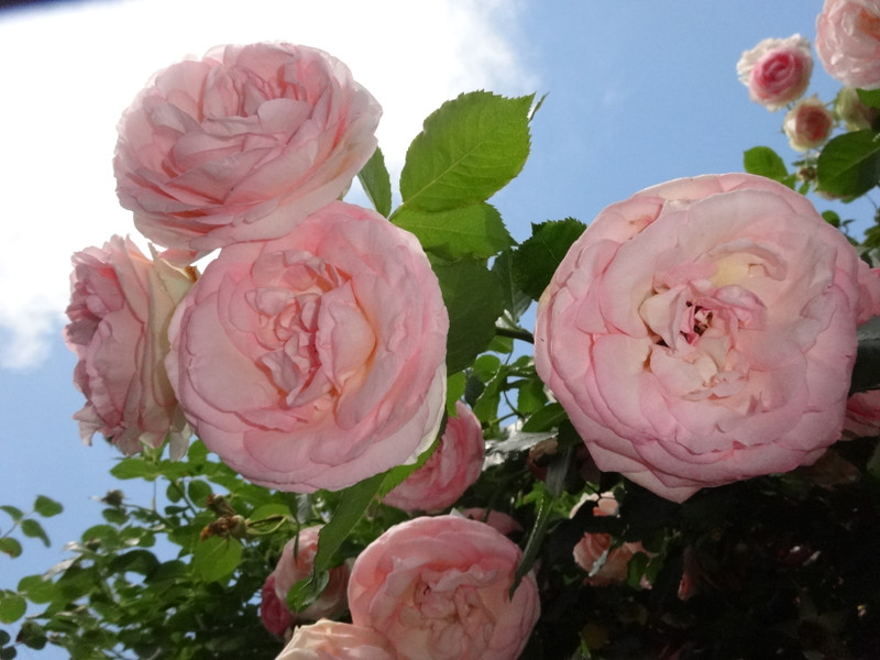 Dsc09431001