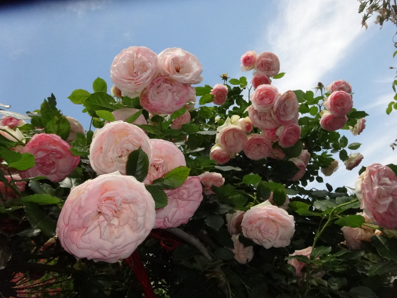 Dsc09432001