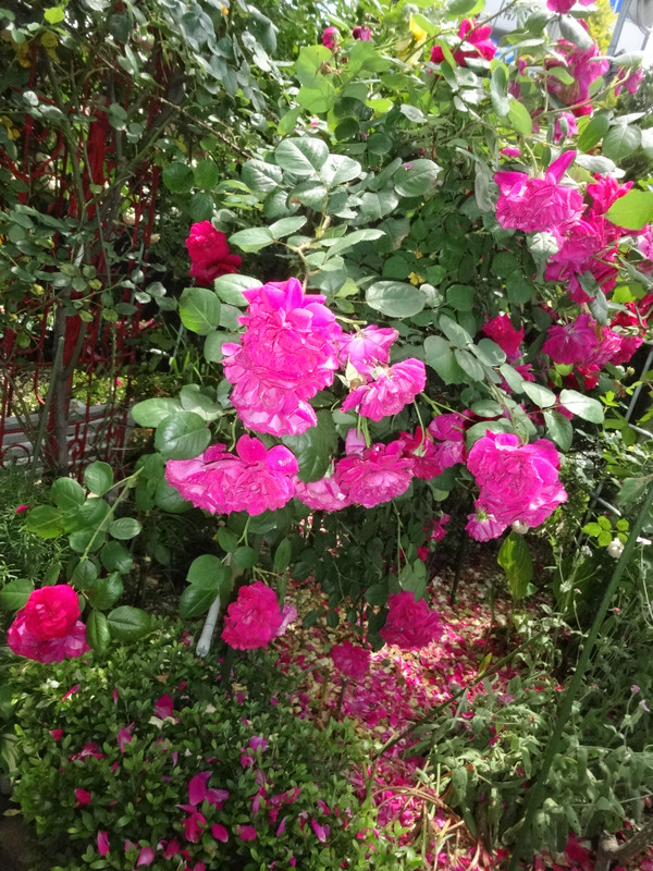 Dsc09433001