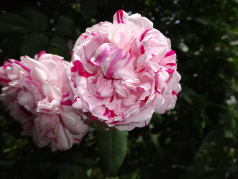 Dsc09435001