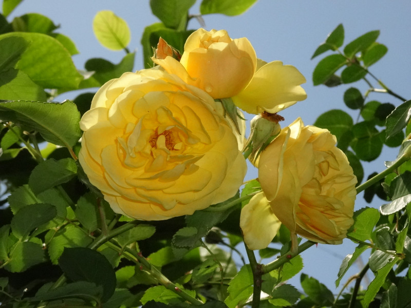 Dsc09436001