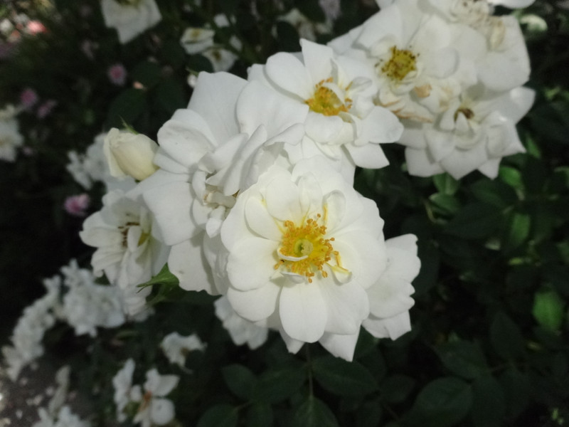 Dsc09440001