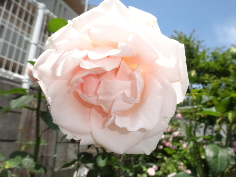 Dsc09442001