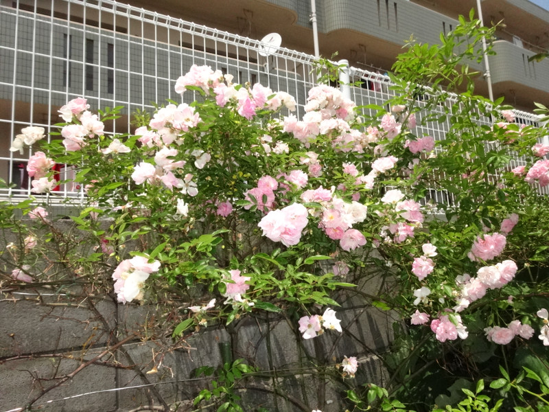 Dsc09444001