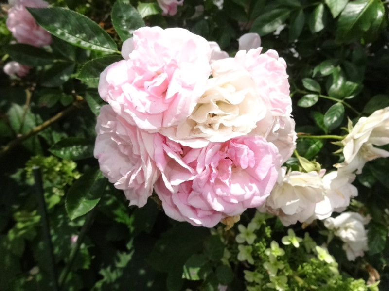 Dsc09445001