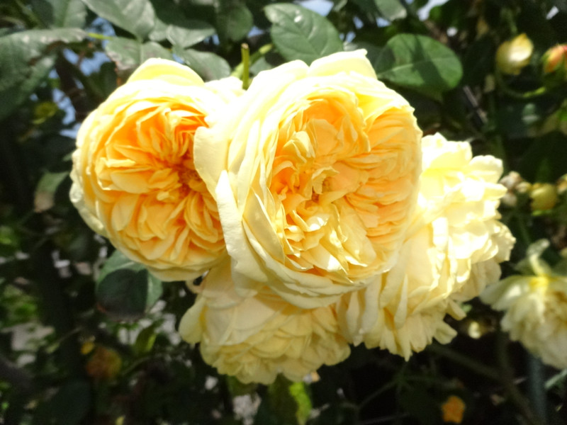 Dsc09446001