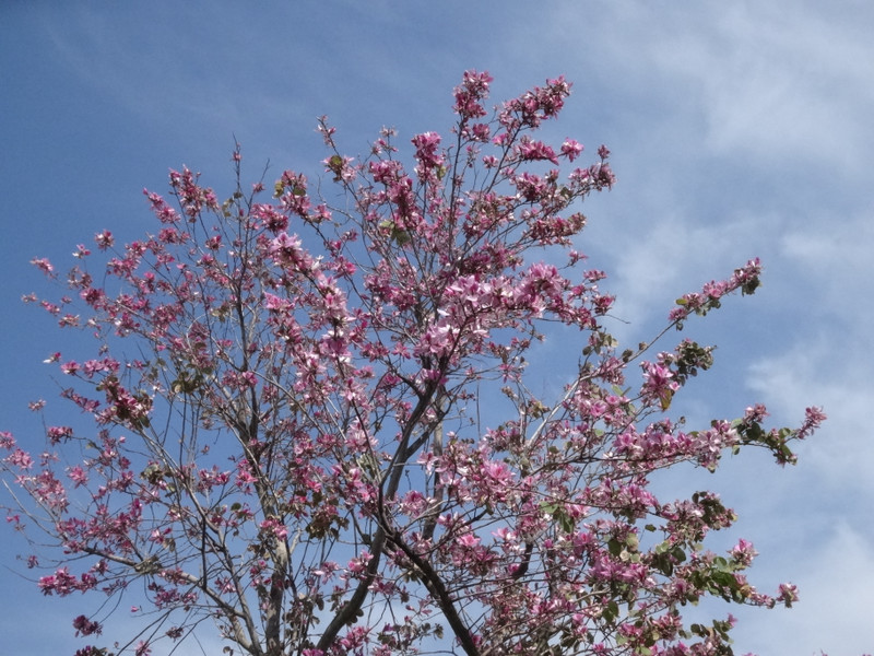 Dsc09456001