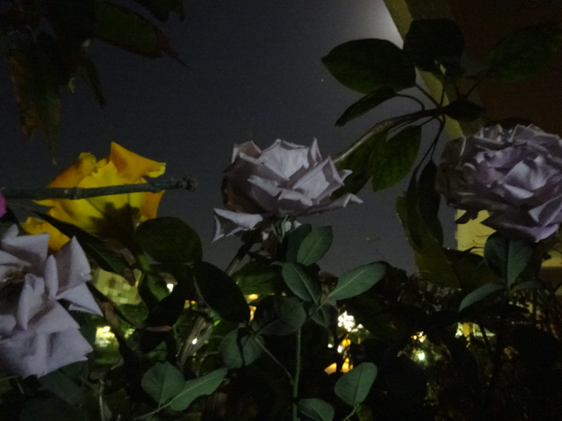 Dsc09495