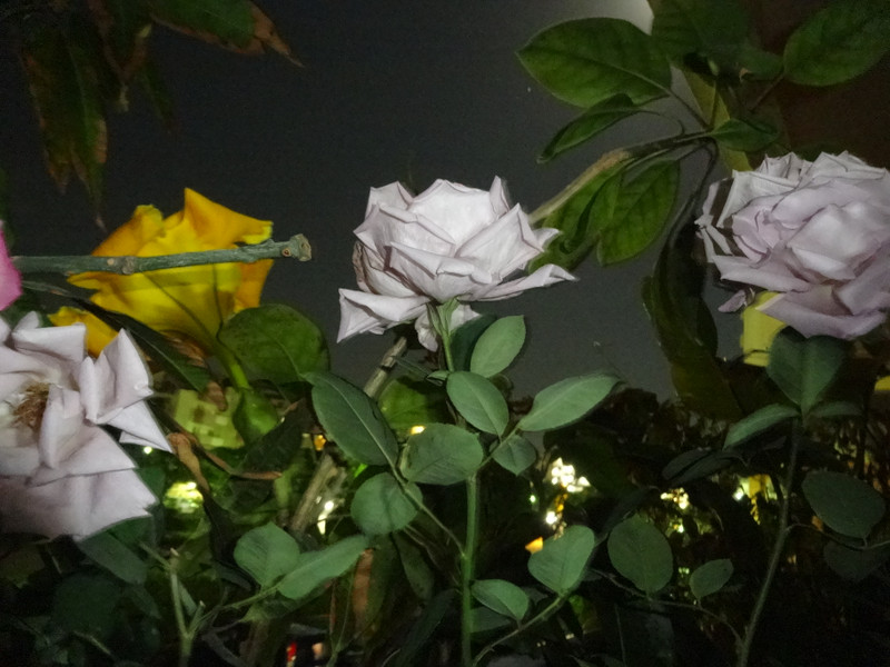 Dsc09496