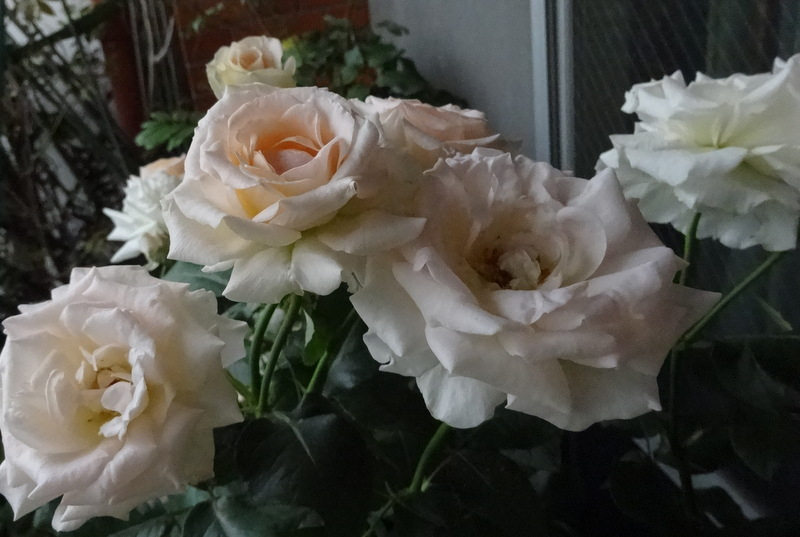 1dsc09511
