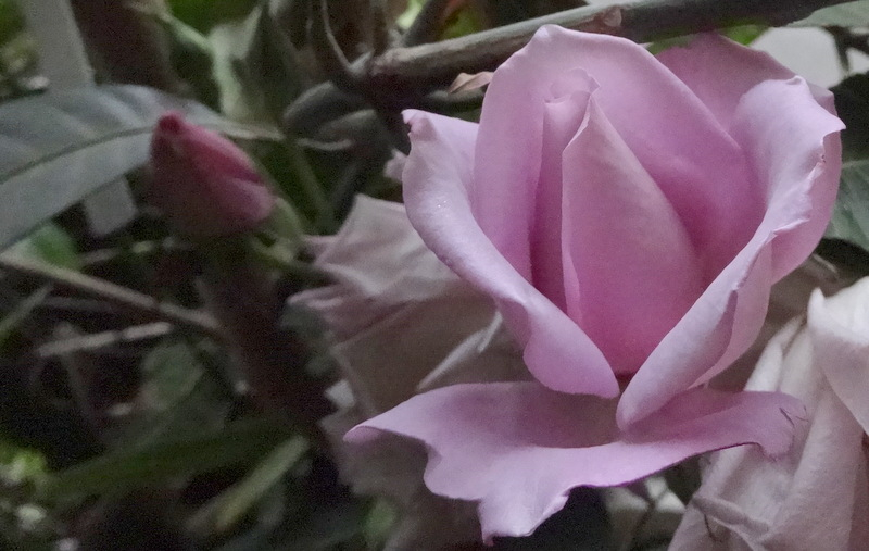 1dsc09513