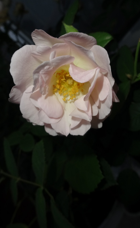 1dsc09554