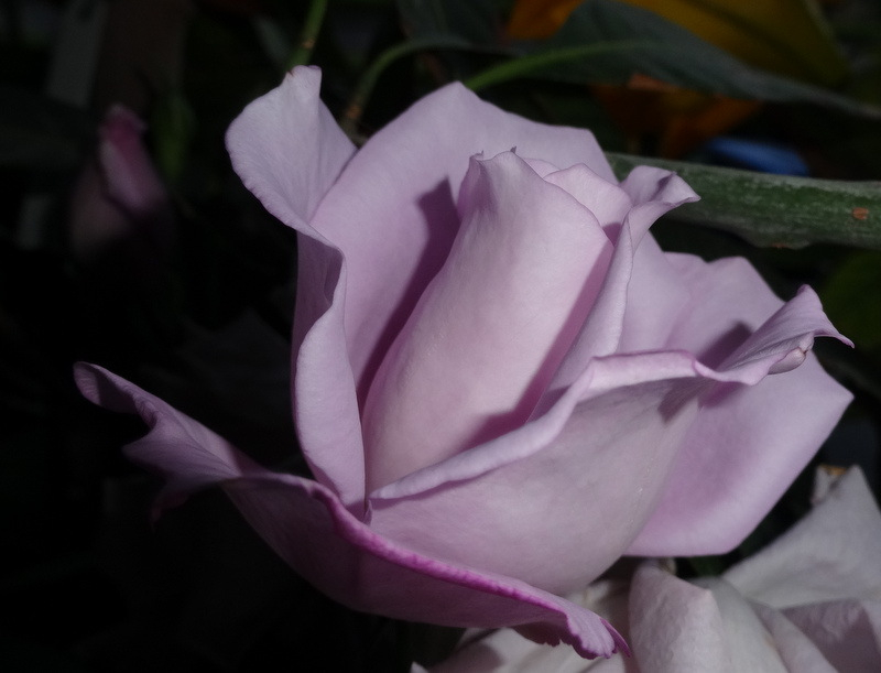 1dsc09555001