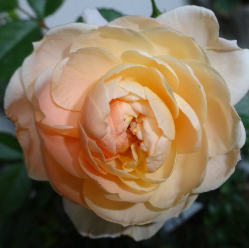 1dsc09560