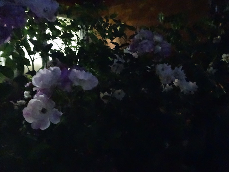 Dsc09757001 Dsc09757001