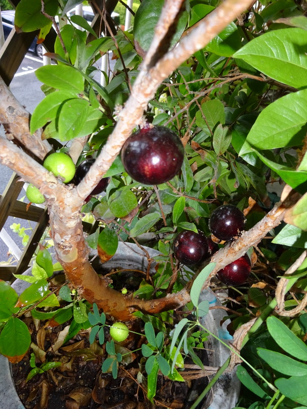 02dsc09780