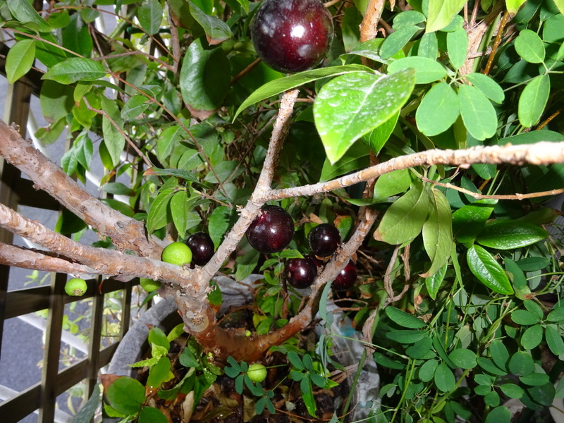 03dsc09781