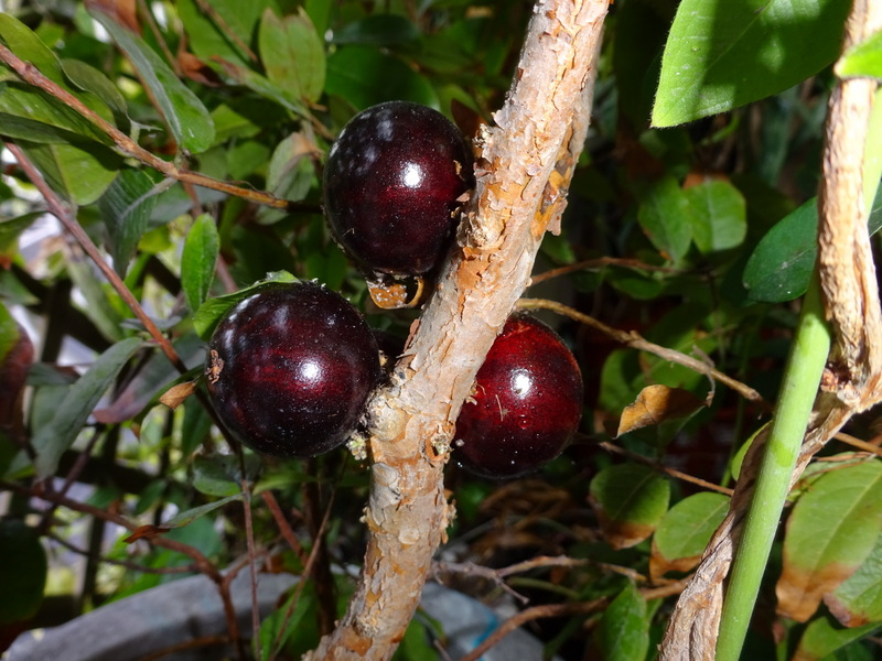 04dsc09782