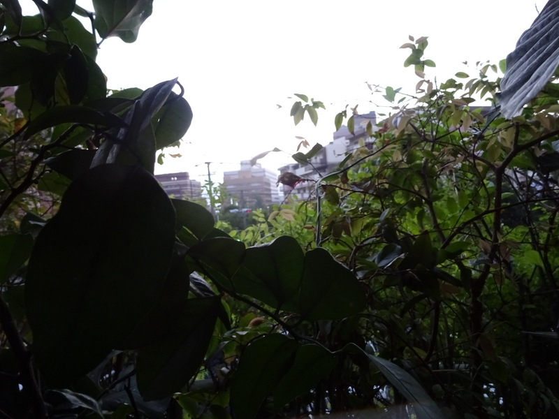 04dsc03296