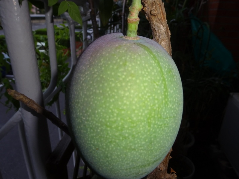 9dsc03363