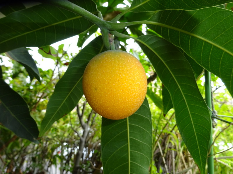 03dsc04295