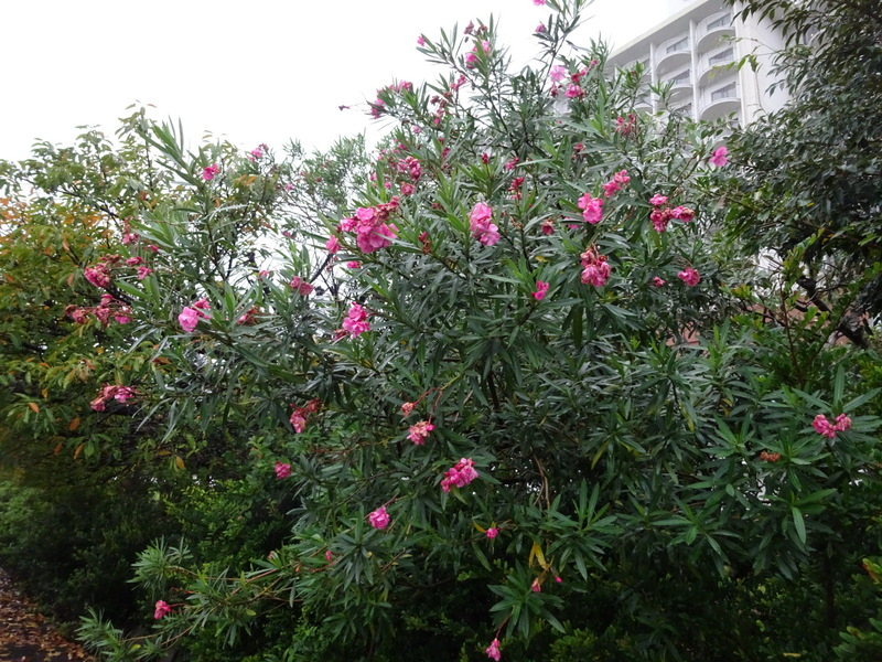 03dsc04325