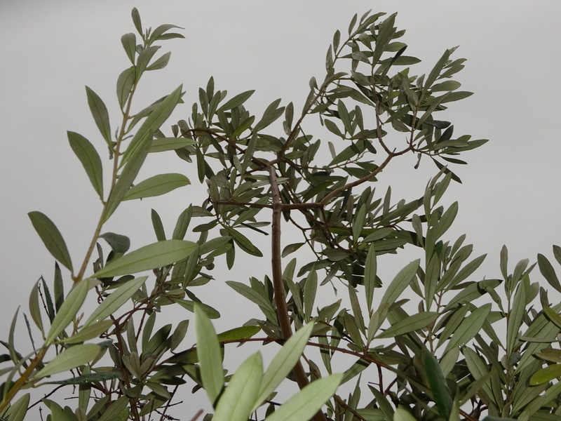 10dsc04306