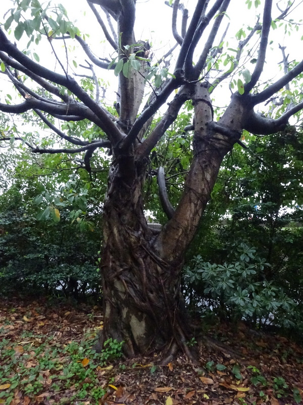 20dsc04347