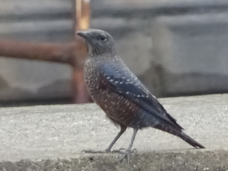 028dsc05522