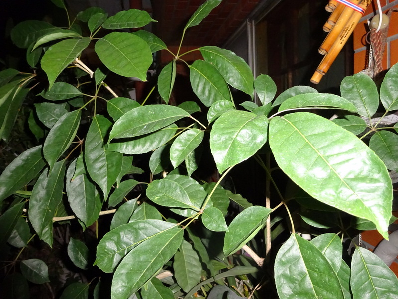 157dsc05787_2