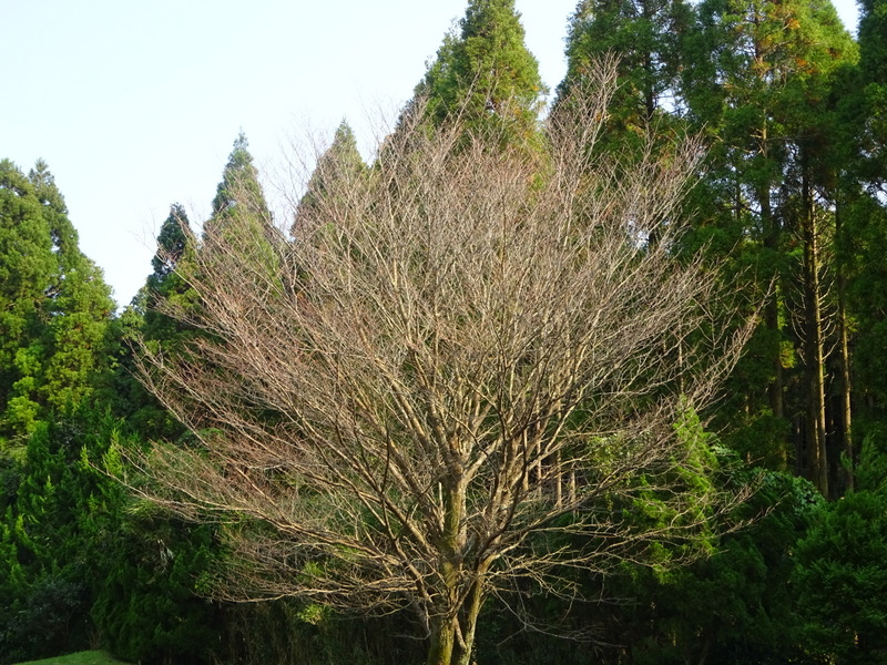 1dsc06797